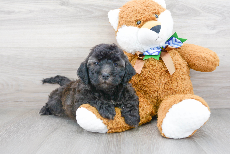 Cavapoo Pup Being Cute