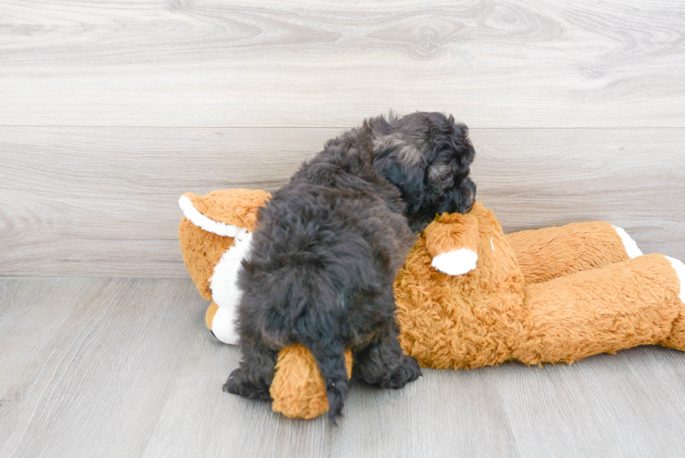 Best Cavapoo Baby