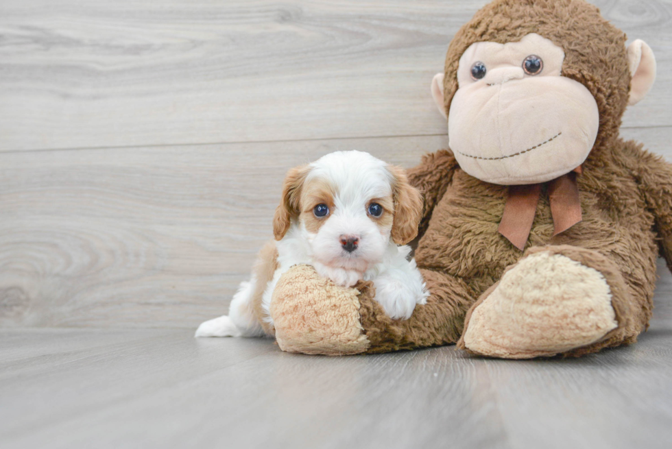 Popular Cavapoo Poodle Mix Pup