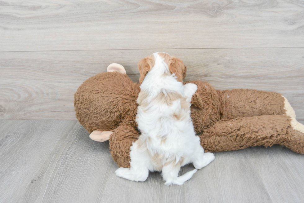 Best Cavapoo Baby