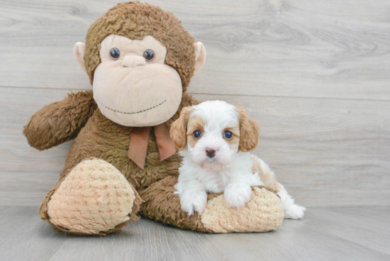 Cavapoo Pup Being Cute