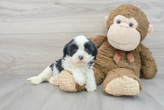 Friendly Cavapoo Baby