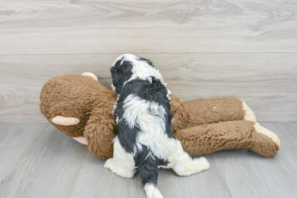 Sweet Cavapoo Baby