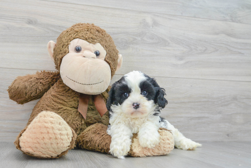 Best Cavapoo Baby