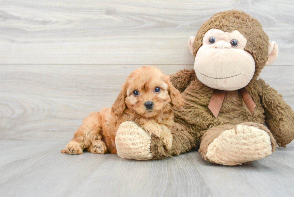 Best Cavapoo Baby
