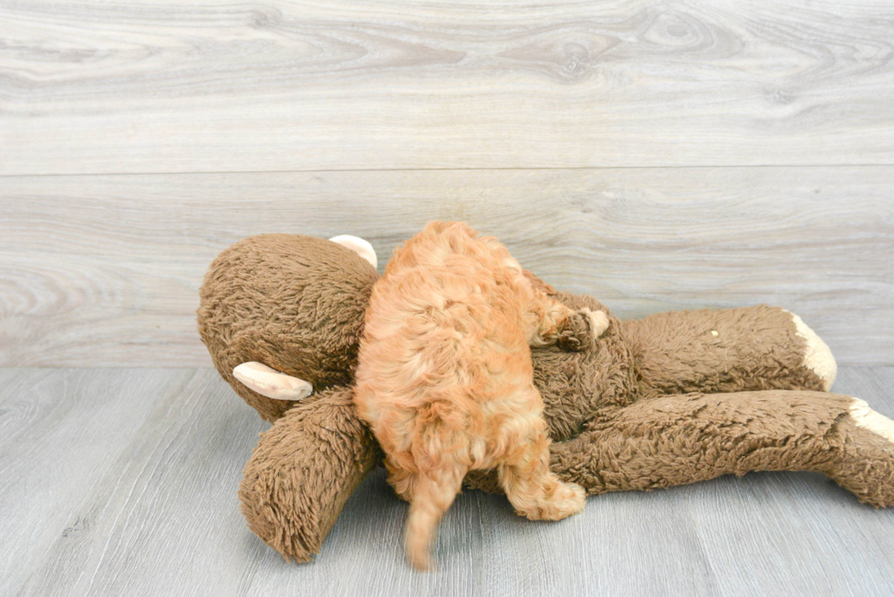 Cavapoo Puppy for Adoption