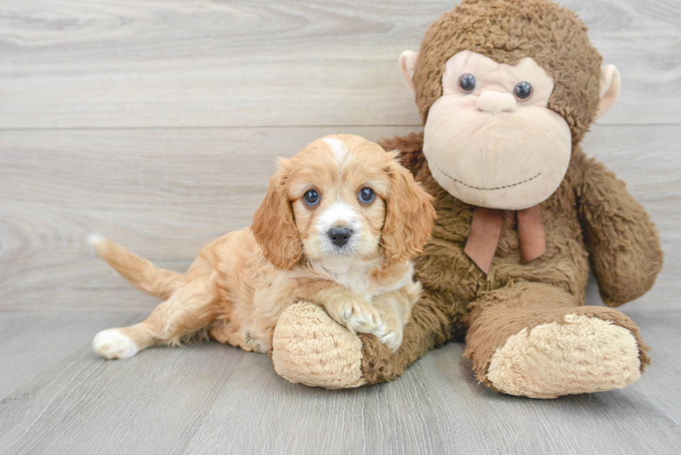 Best Cavapoo Baby