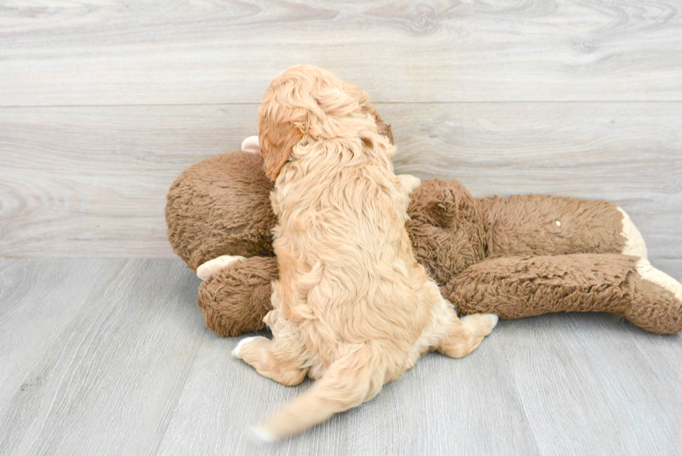 Petite Cavapoo Poodle Mix Pup