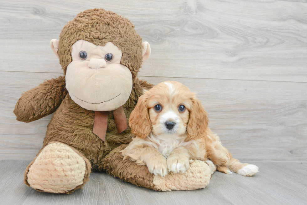 Little Cavoodle Poodle Mix Puppy