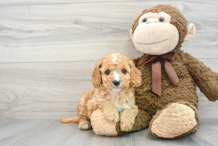 Little Cavoodle Poodle Mix Puppy