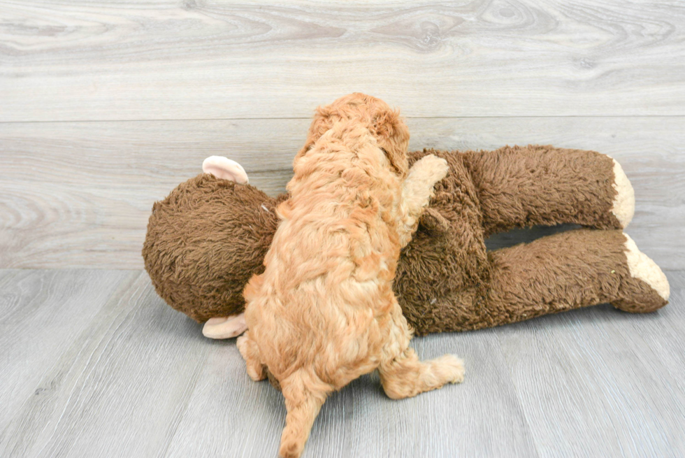 Cavapoo Pup Being Cute