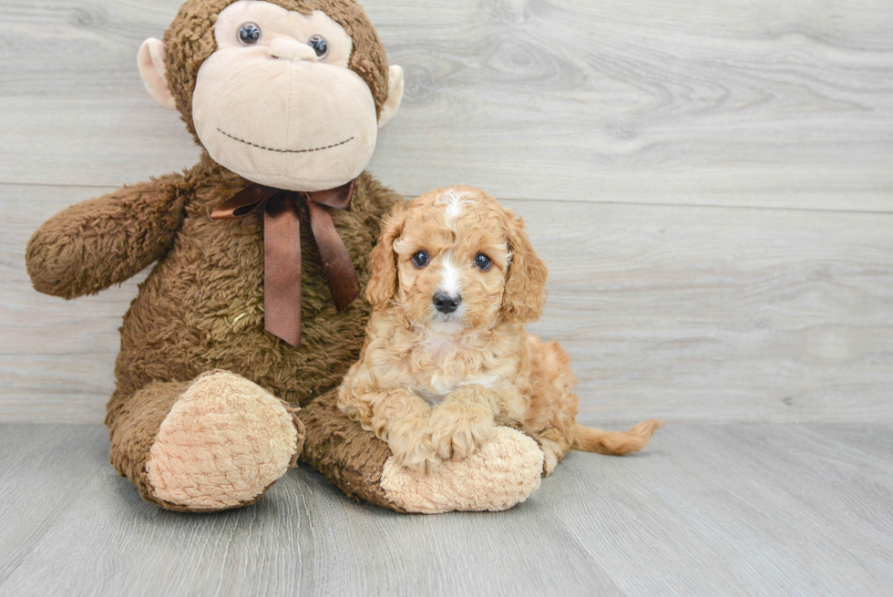 Cavapoo Puppy for Adoption