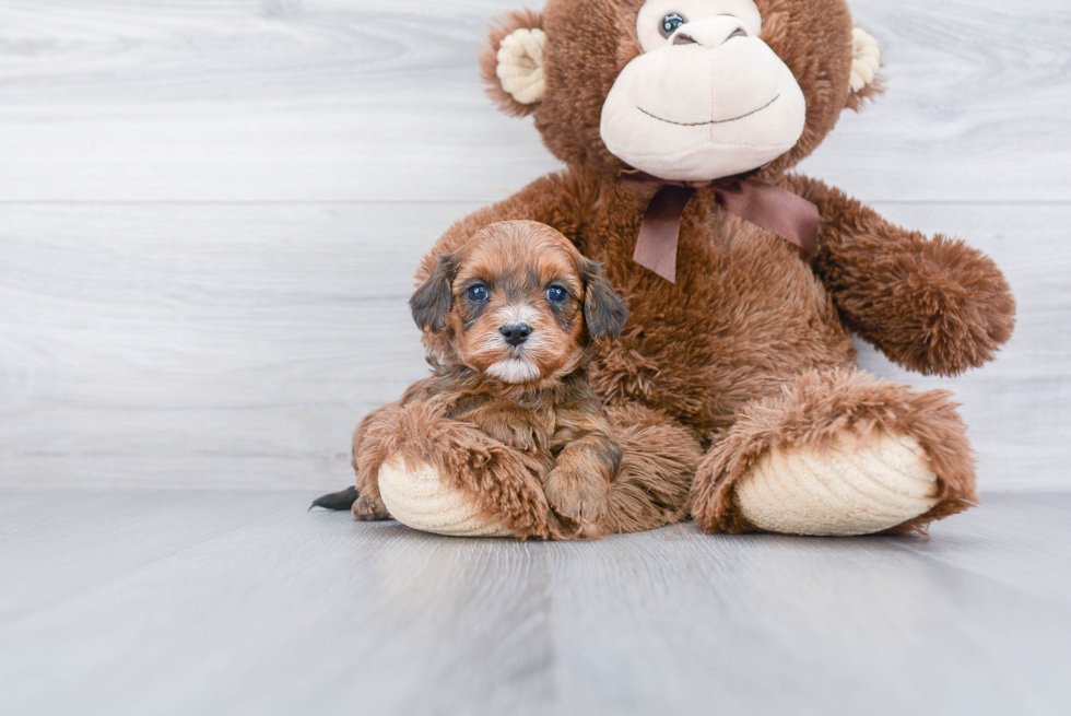 Best Cavapoo Baby