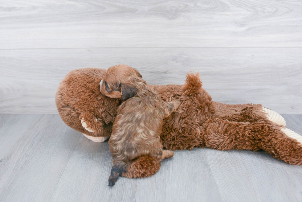 Fluffy Cavapoo Poodle Mix Pup