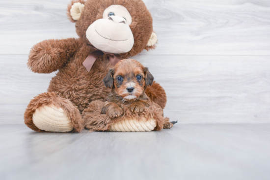 Cavapoo Puppy for Adoption