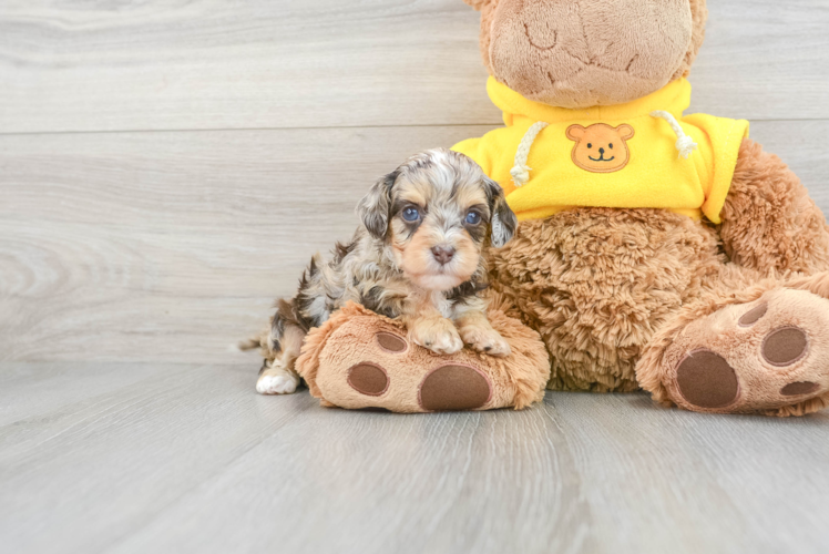 Cavapoo Puppy for Adoption