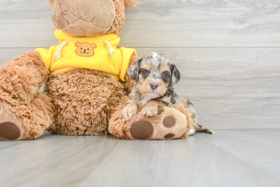 Cavapoo Pup Being Cute