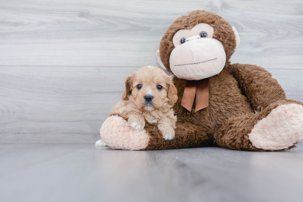 Popular Cavapoo Poodle Mix Pup