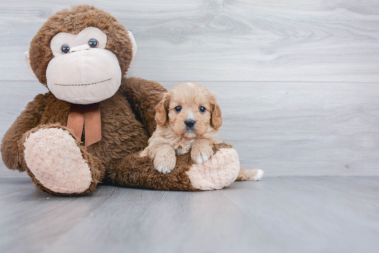 Cavapoo Pup Being Cute