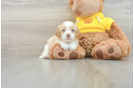 Cavapoo Puppy for Adoption