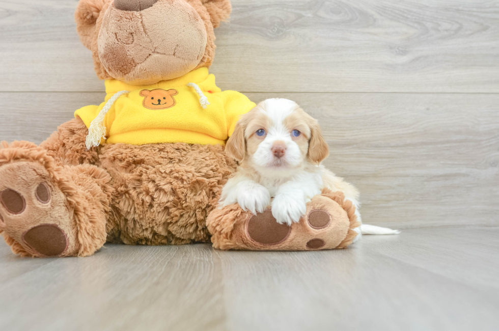 7 week old Cavapoo Puppy For Sale - Premier Pups