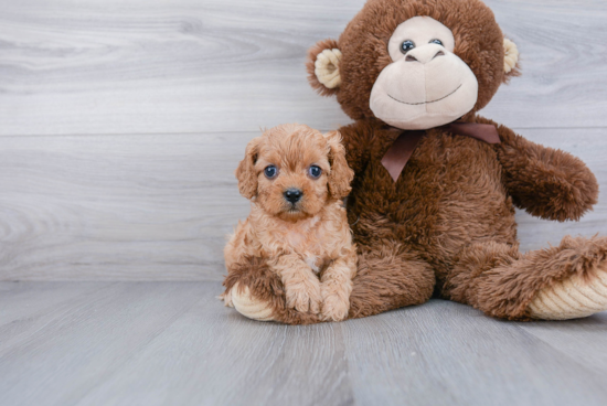 Playful Cavoodle Poodle Mix Puppy