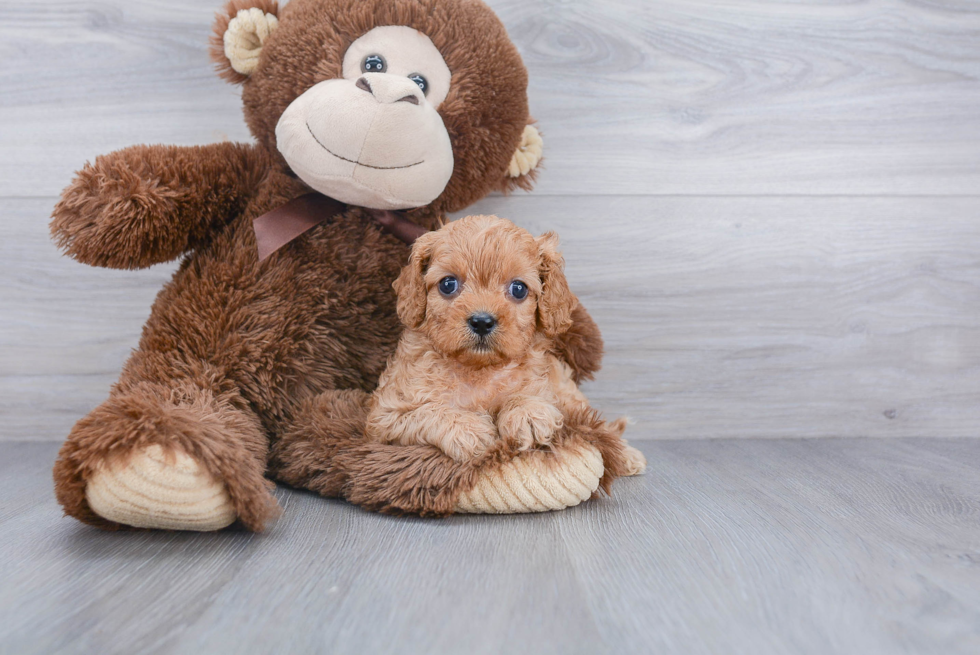 Little Cavoodle Poodle Mix Puppy