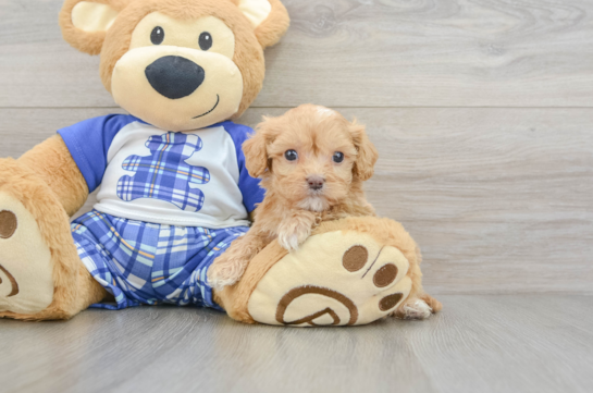 Fluffy Cavapoo Poodle Mix Pup