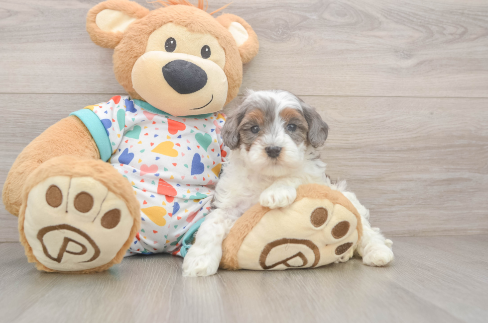 5 week old Cavapoo Puppy For Sale - Premier Pups