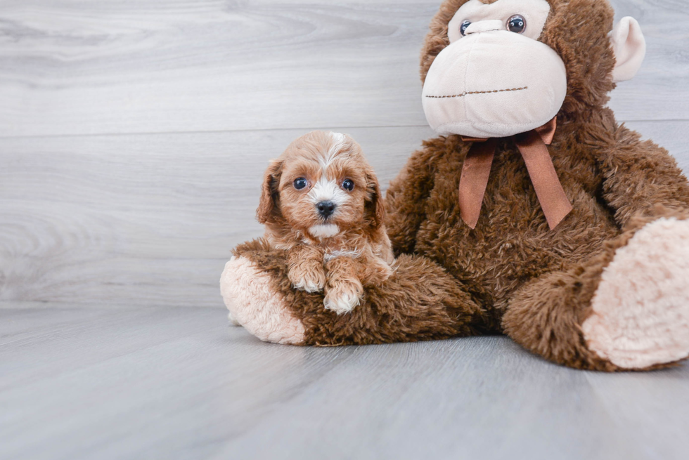 Best Cavapoo Baby