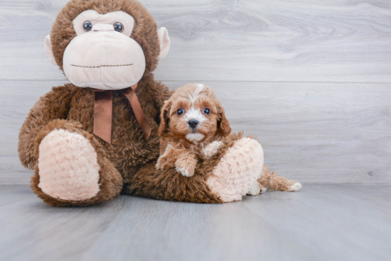 Cavapoo Pup Being Cute