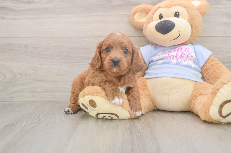5 week old Cavapoo Puppy For Sale - Premier Pups
