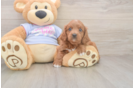 Cute Cavapoo Baby