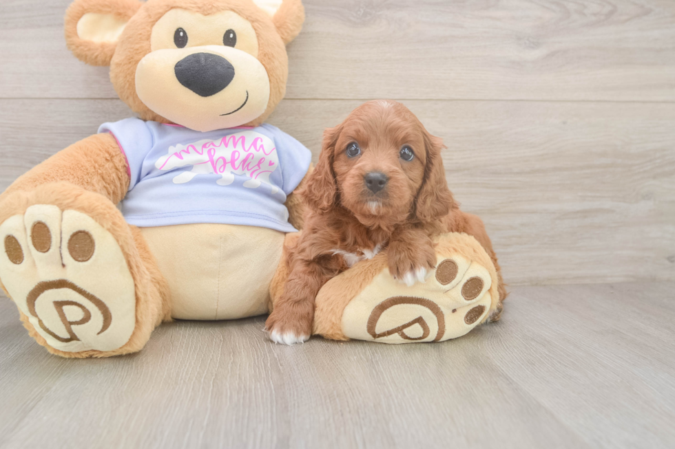 Cute Cavapoo Baby