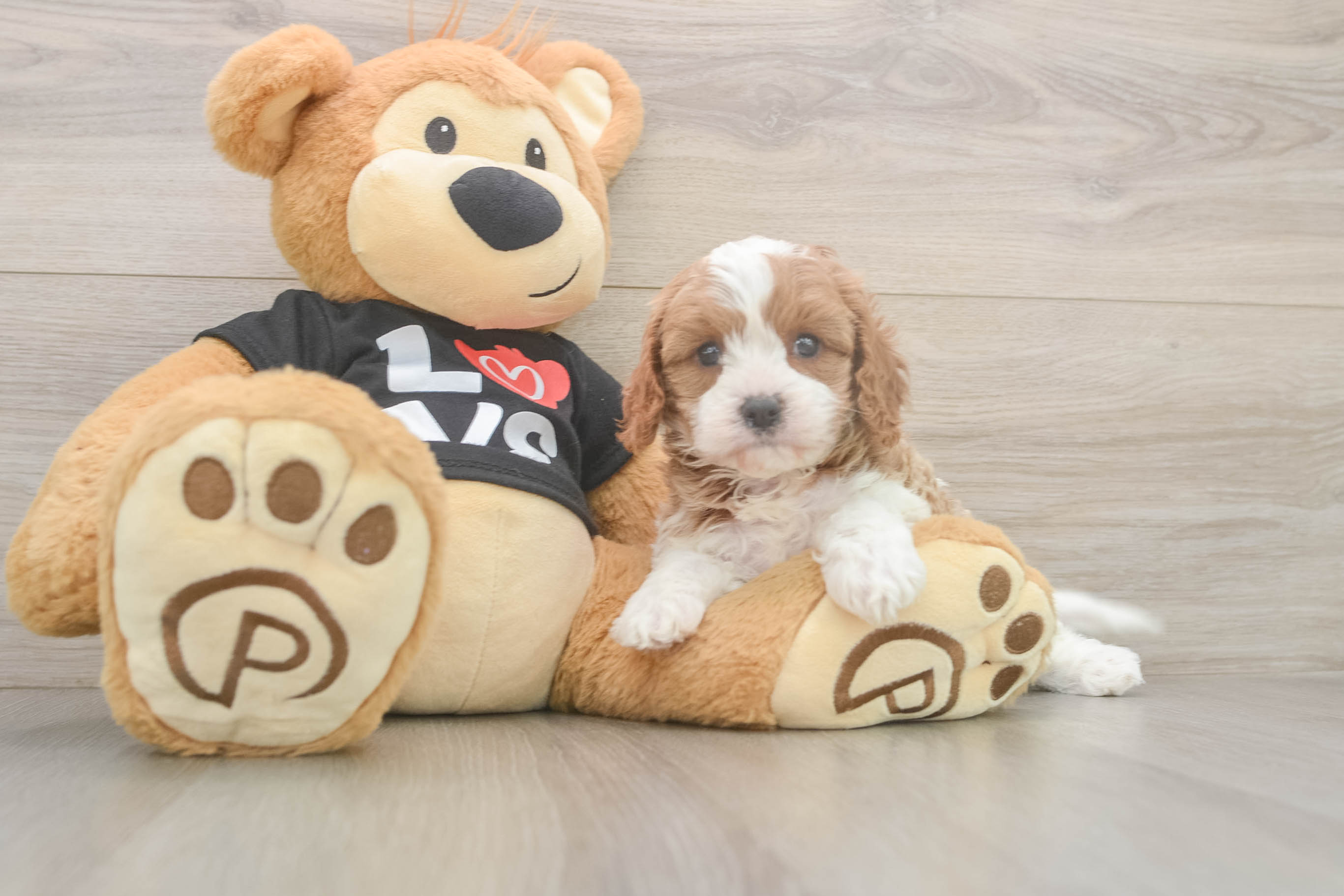 Little Cavipoo Poodle Mix Puppy