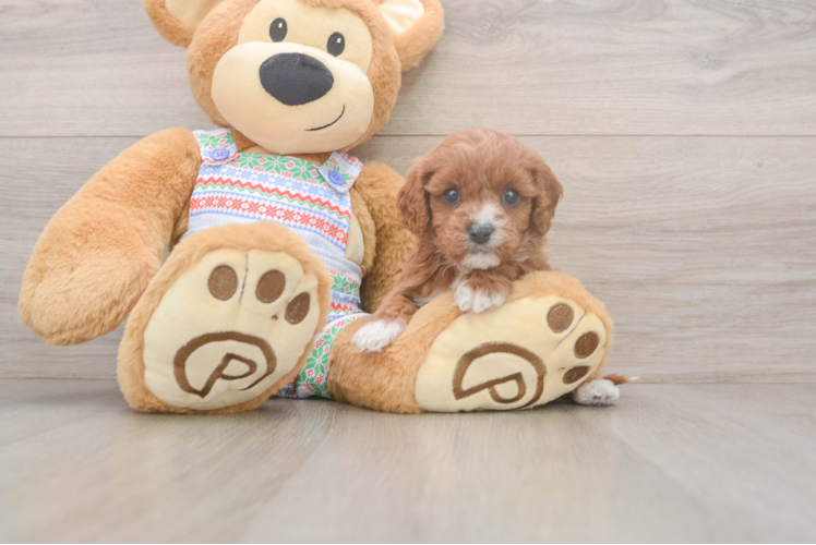 Best Cavapoo Baby