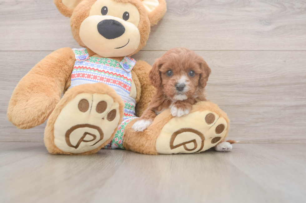 5 week old Cavapoo Puppy For Sale - Premier Pups