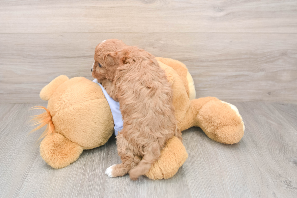 Popular Cavapoo Poodle Mix Pup