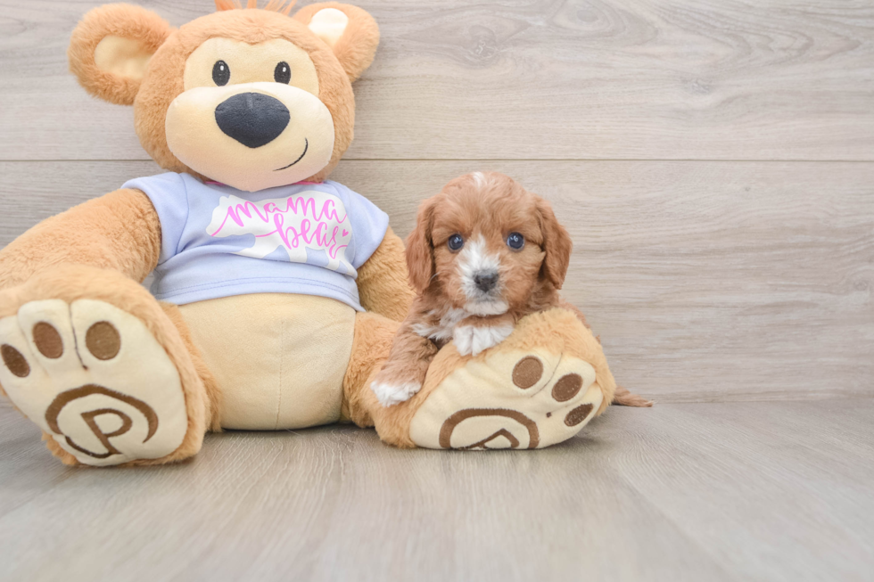 Petite Cavapoo Poodle Mix Pup
