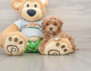8 week old Cavapoo Puppy For Sale - Premier Pups