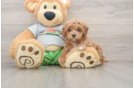 Cute Cavapoo Baby