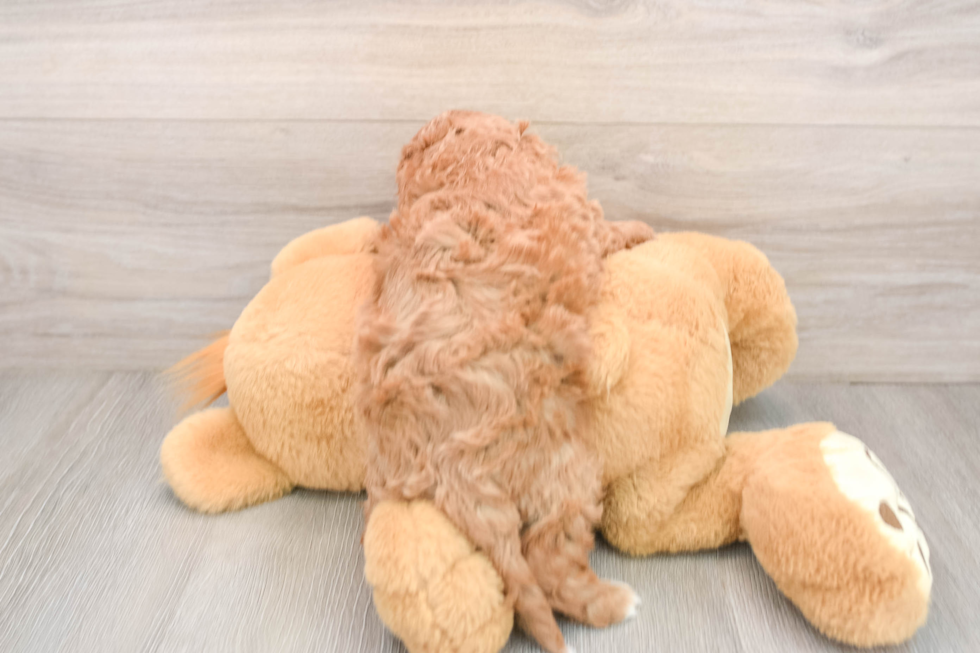 Cavapoo Pup Being Cute