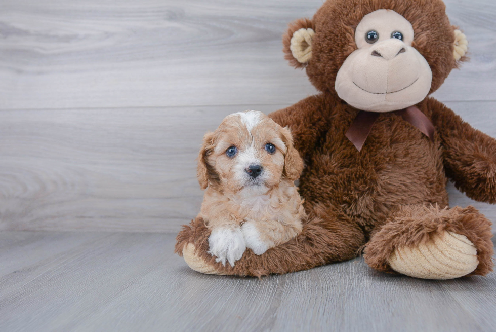 Hypoallergenic Cavoodle Poodle Mix Puppy