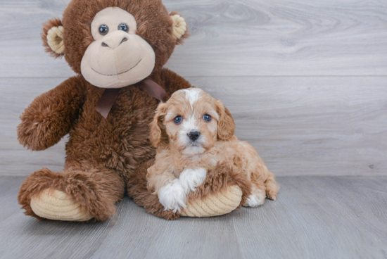 Petite Cavapoo Poodle Mix Pup