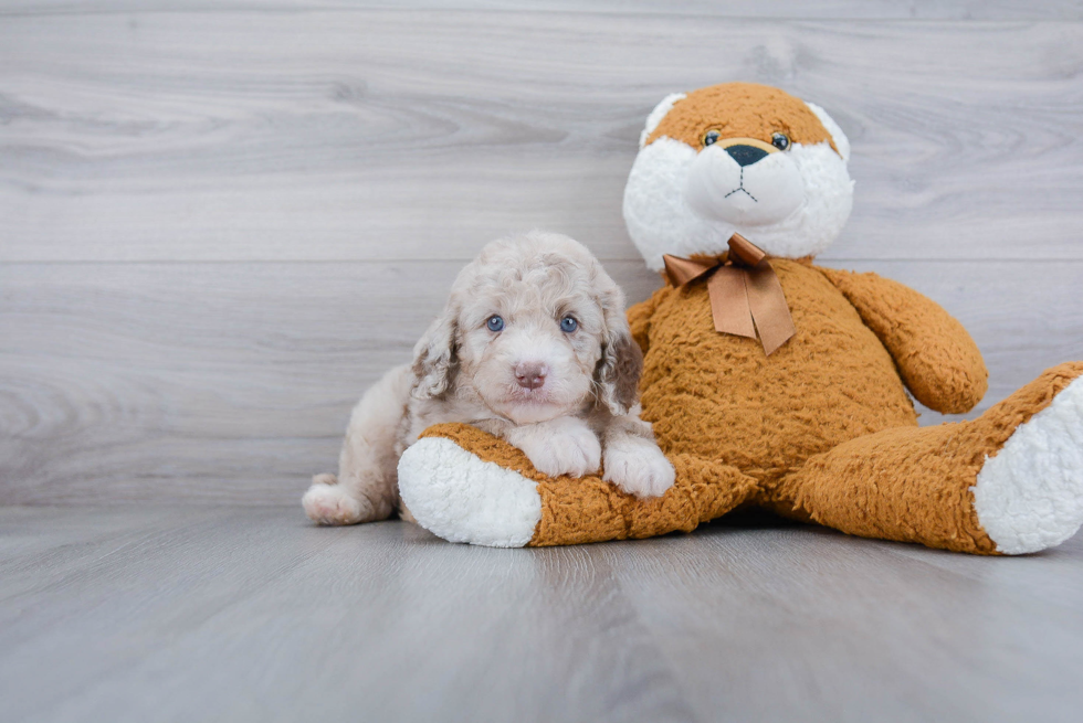 Popular Cavapoo Poodle Mix Pup