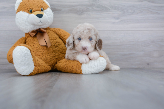 Smart Cavapoo Poodle Mix Pup