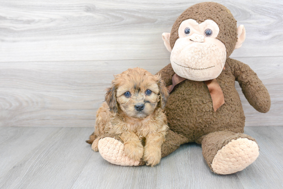 Funny Cavapoo Poodle Mix Pup