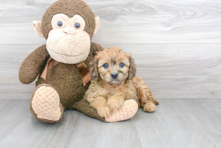 Smart Cavapoo Poodle Mix Pup