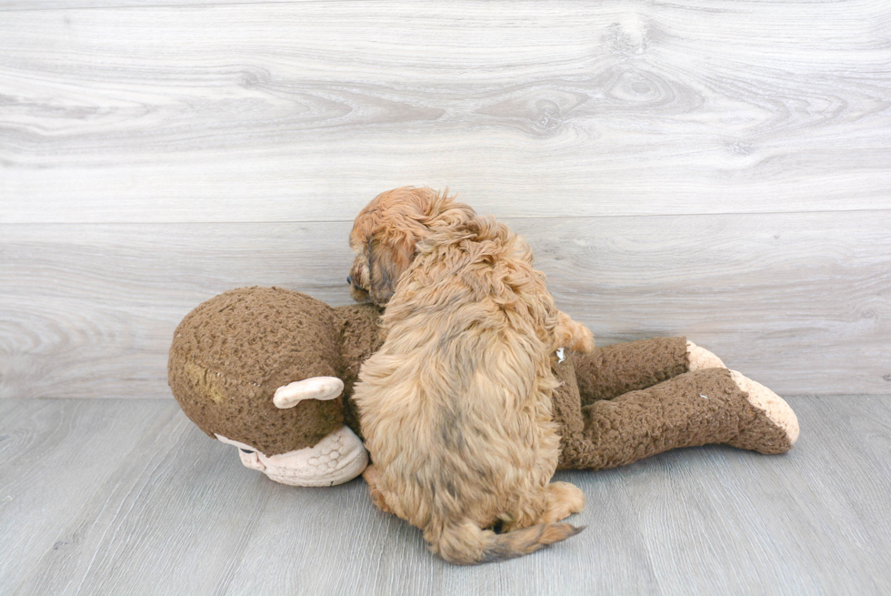 Small Cavapoo Baby