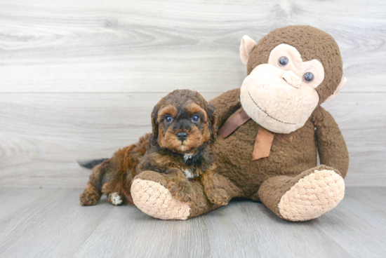 Best Cavapoo Baby